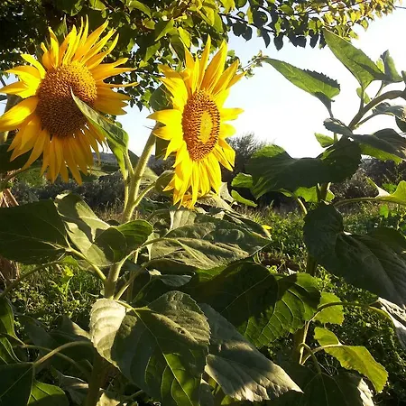 Bed & Breakfast Il Giardino Mediterraneo Acquaviva Picena