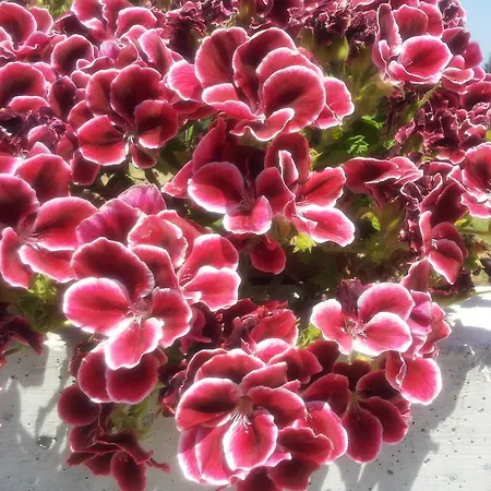 Il Giardino Mediterraneo 3*