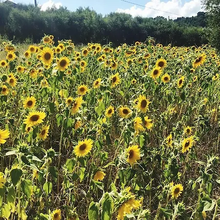 Nocleg ze śniadaniem Il Giardino Mediterraneo 4*